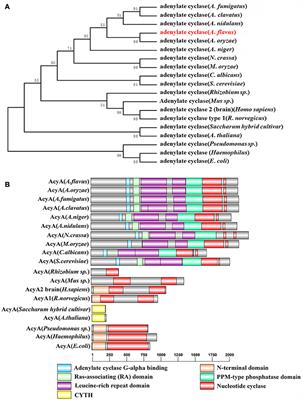 Adenylate Cyclase AcyA Regulates Development, Aflatoxin Biosynthesis and Fungal Virulence in Aspergillus flavus